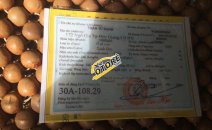 Bán Nissan Cefiro đời 1994, màu vàng, nhập khẩu Bán Nissan Cefiro đời 1994, màu vàng, nhập khẩu